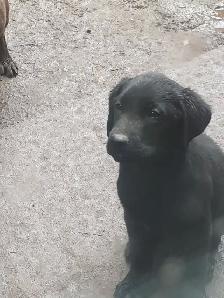CHIOT LABRADOR PURE RACE - Photo 2
