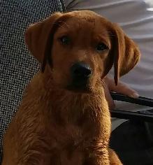 CHIOT LABRADOR PURE RACE - Photo 4