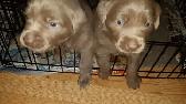 CHIOT LABRADOR PURE RACE - Photo 6