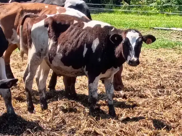 Holstein Calves