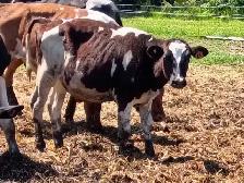 Holstein Calves