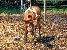 Holstein Calves - Photo 2