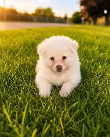 akita inu