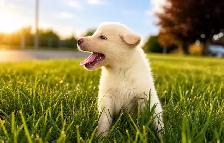 akita inu - Photo 2