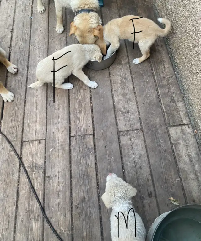 Mixed Breed Puppies