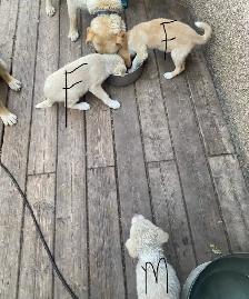 Mixed Breed Puppies