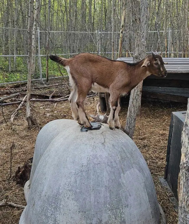 Goats - Kiko Purebred