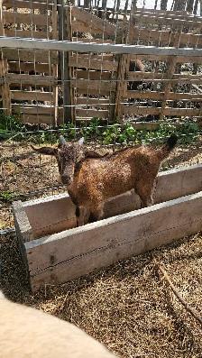 Goats - Kiko Purebred - Photo 2