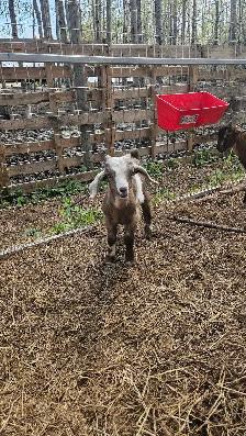 Goats - Kiko Purebred - Photo 3