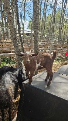 Goats - Kiko Purebred - Photo 4