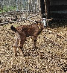 Goats - Kiko Purebred - Photo 5