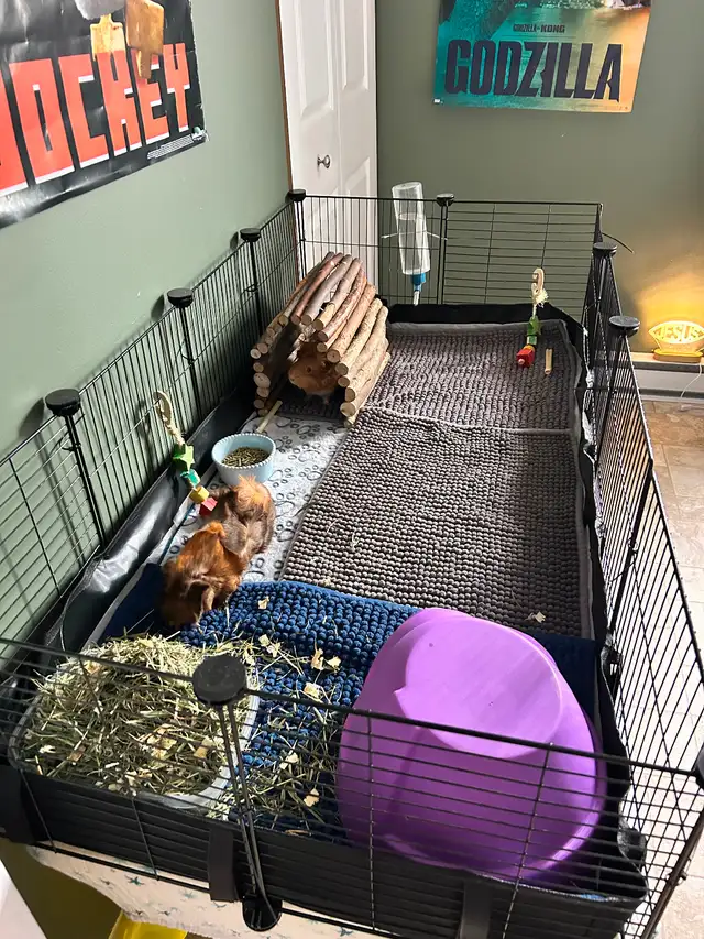 Two female Guinea pigs