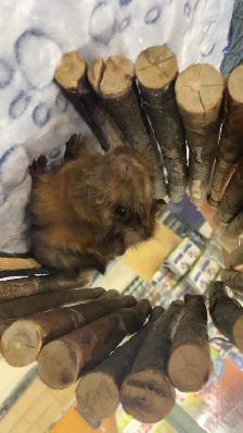 Two female Guinea pigs - Photo 2