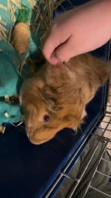 Two female Guinea pigs - Photo 3