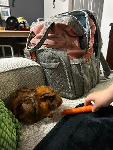 Two female Guinea pigs - Photo 4