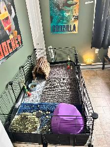 Two female Guinea pigs - Photo 5