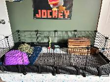 Two female Guinea pigs - Photo 6