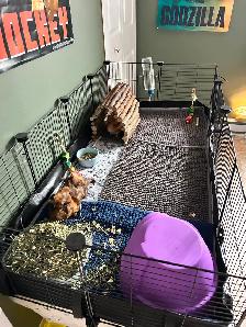 Two female Guinea pigs - Photo 7
