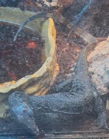 BLACK DRAGON FOR REHOME - Photo 2