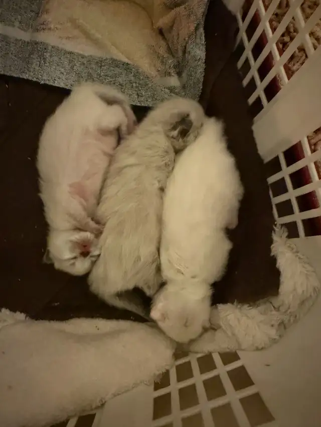 Himalayan x kittens