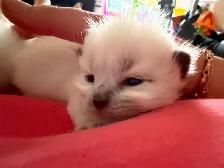 Himalayan x kittens - Photo 2