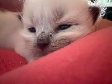 Himalayan x kittens - Photo 3