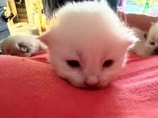 Himalayan x kittens - Photo 4