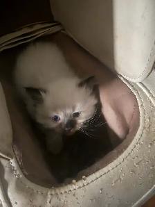 Himalayan x kittens - Photo 5