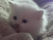 Himalayan x kittens - Photo 6