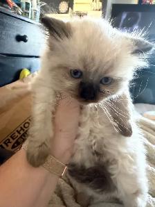 Himalayan x kittens - Photo 7