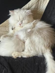 Himalayan x kittens - Photo 8