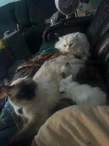 Himalayan x kittens - Photo 9