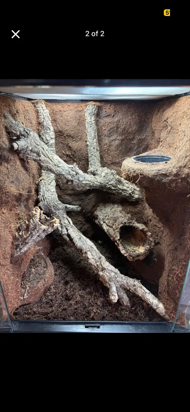 REPTILE REHOMING