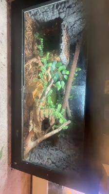 REPTILE REHOMING - Photo 2