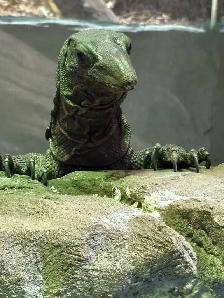 REPTILE REHOMING - Photo 3