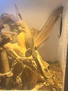 REPTILE REHOMING - Photo 4