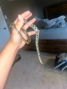 REPTILE REHOMING - Photo 5