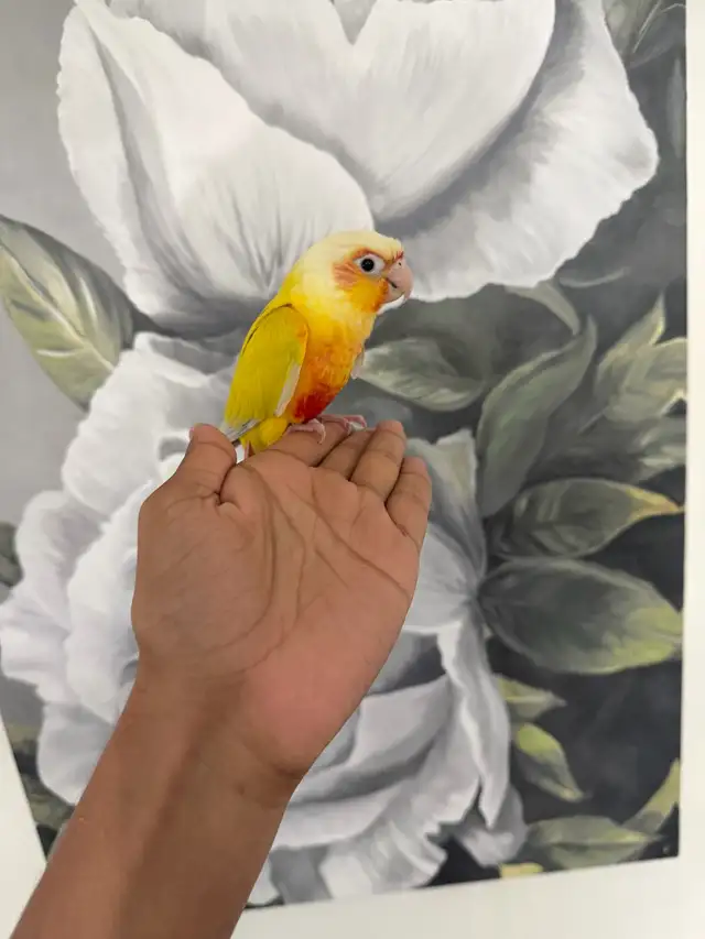 Baby Suncheek Conure