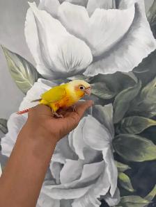 Baby Suncheek Conure - Photo 3