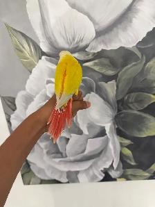 Baby Suncheek Conure - Photo 4