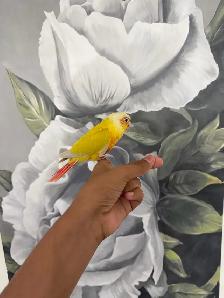 Baby Suncheek Conure - Photo 6