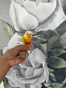 Baby Suncheek Conure - Photo 7