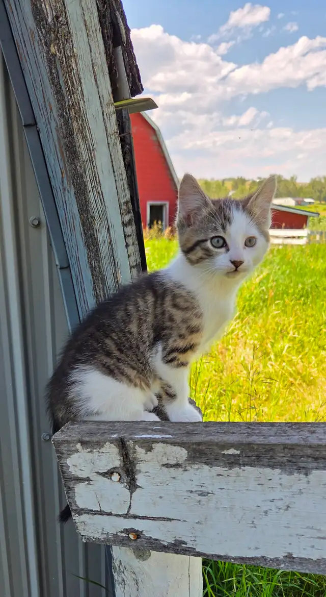Kitten  - 1 left!