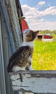 Kitten  - 1 left! - Photo 2