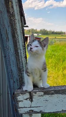 Kitten  - 1 left! - Photo 4