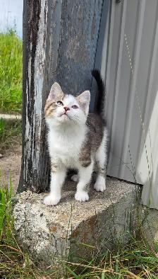 Kitten  - 1 left! - Photo 5