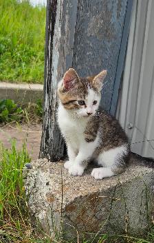 Kitten  - 1 left! - Photo 6