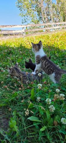 Kitten  - 1 left! - Photo 7
