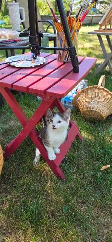 Kitten  - 1 left! - Photo 8