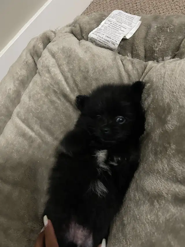 Tiny little black Pomeranian available